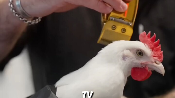 World’s Craziest Chicken Challenge