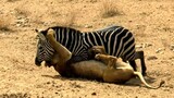 Amazing Lion  VS  Zebra With Unexpected Escape.