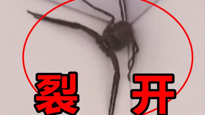 You call this a spider?!