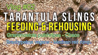 Vlog #02: TARANTULA Slings Feeding and Rehousing