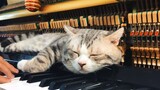 Best Lullaby for Meow piano cover & my cat Haburu