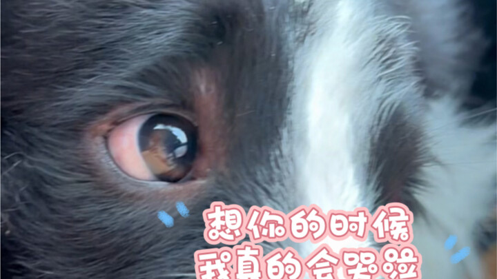 Anjing border collie mengira tuannya sudah pergi dan tak lagi menginginkannya, lalu diam-diam menang