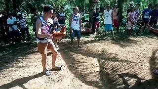 Pula vs maatuba. Sabong sa bukid. Iba talaga kapag mataas ang dugo