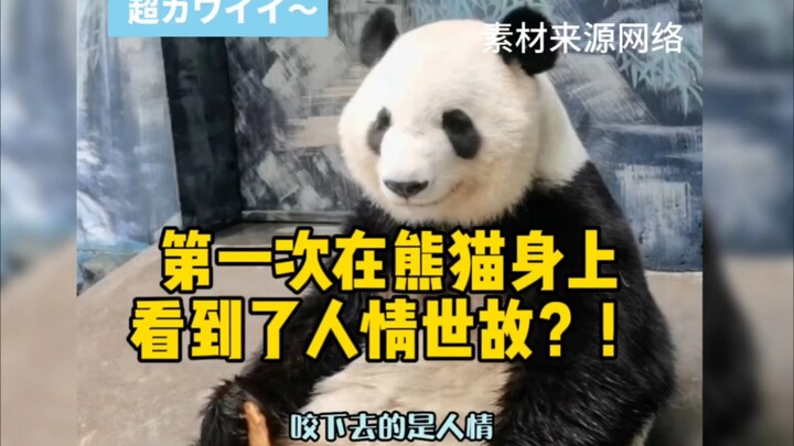 ครั้งแรกที่เห็นมุมมองความเป็นไปของสังคมบนแพนด้า?!