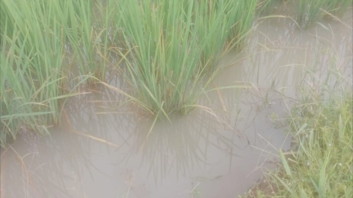 จ้าวแห่งเลัก2056-2059