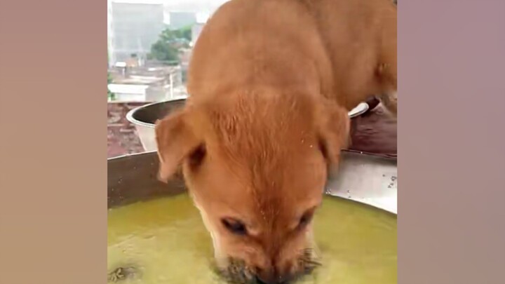 Anjing: Aku makan! Aku makan! Aku makan-makan-makan!