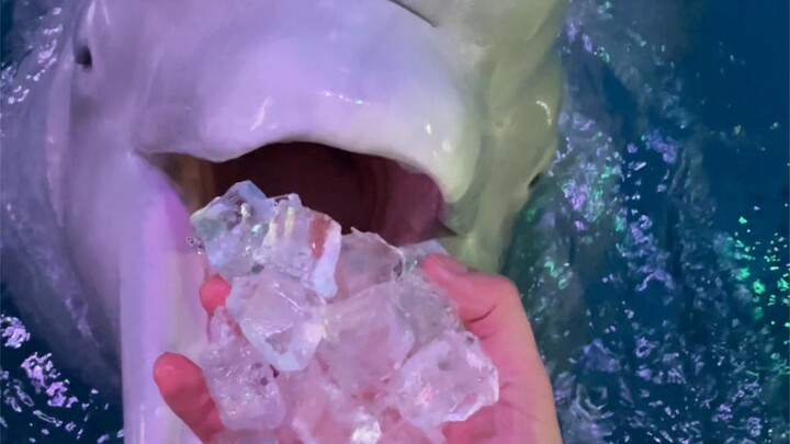 Waktunya makan es batu!