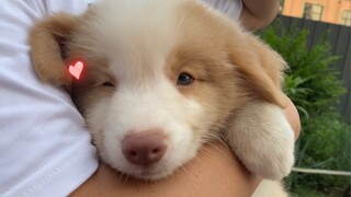 The Border Collie puppy I picked for a customer and it is so cute