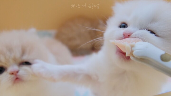 Teaching the little kitten to eat meat—two brothers brawl over a single piece of meat!