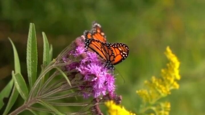 what is the color of butterflies