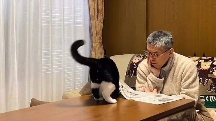 Cat: Better to watch me than read the newspaper.