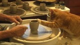 真正的猫爪杯——猫爪子做的杯子~