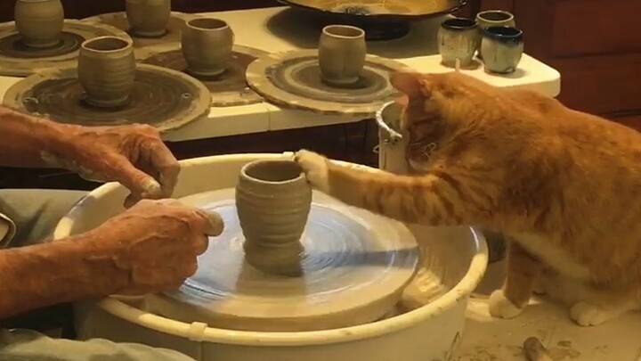 ถ้วยอุ้งเท้าแมวแท้ - ถ้วยทำจากอุ้งเท้าแมว~