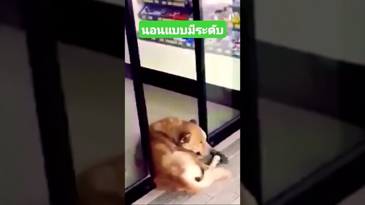 นอนแบบมีระดับ