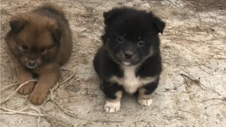 两小只都很乖，到了晚上就不会乱跑。