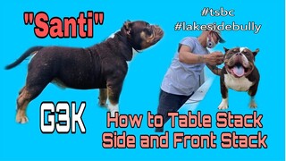 How to Train Table Stack for “Santi” The Exotic Bully | G3K | #tsbc #lakesidebully