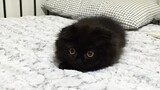 谁说黑猫不可爱？小煤炭变大煤球，这黑猫也太萌了吧！