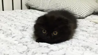 Who Said Black Cats Are Not Cute?