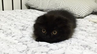 Siapa Bilang Kucing Hitam Gak Imut?