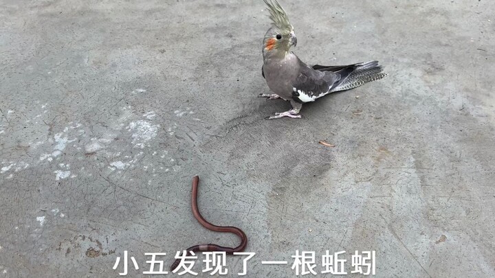 An cockatiel spots a worm, and the little duck—who used to be too scared to eat worms—gobbles it up 
