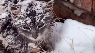 Saya harap semua kucing dan kucing liar dapat melihat bunga musim semi bermekaran tahun depan! !