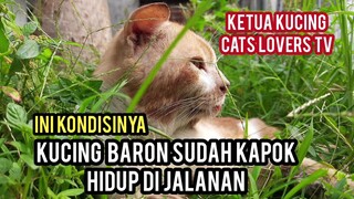 Raja Kucing Cats Lovers Tv Yang Suka Kabur Akhirnya Kapok Dan Sudah Betah Dengan Cara Ini..!