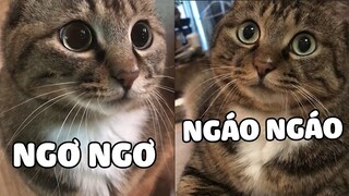 Thanh niên GIÀ ĐẦU mà cứ NGÁO NGƠ 🤣. | Pets TV