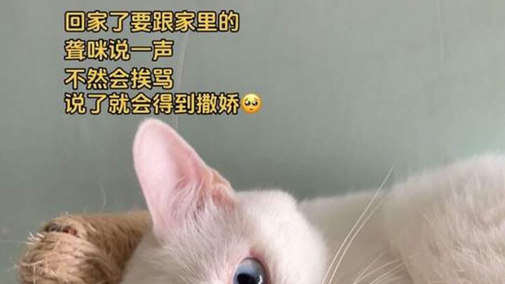 Mỗi lần về nhà đều phải báo trước với mèo điếc, nếu không sẽ bị mắng té tát.