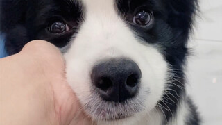 Apa aku dicuekin sama anjing?