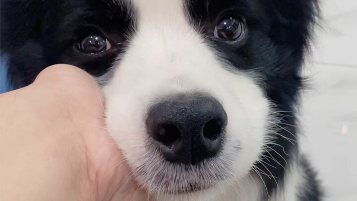 Am I being disliked by the dog?