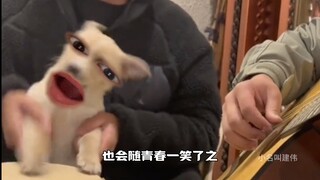 安和桥，还有一只修狗