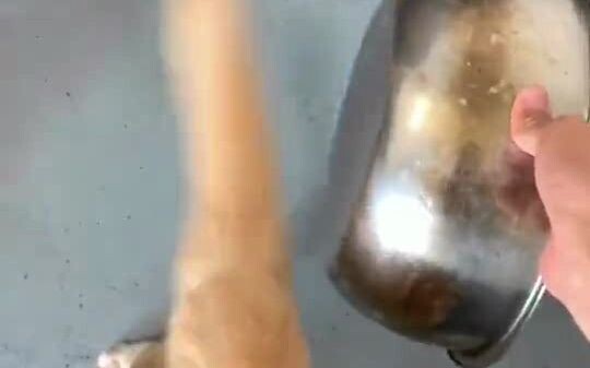 How painful is a Labrador’s tail swing? It can even dent a metal basin!