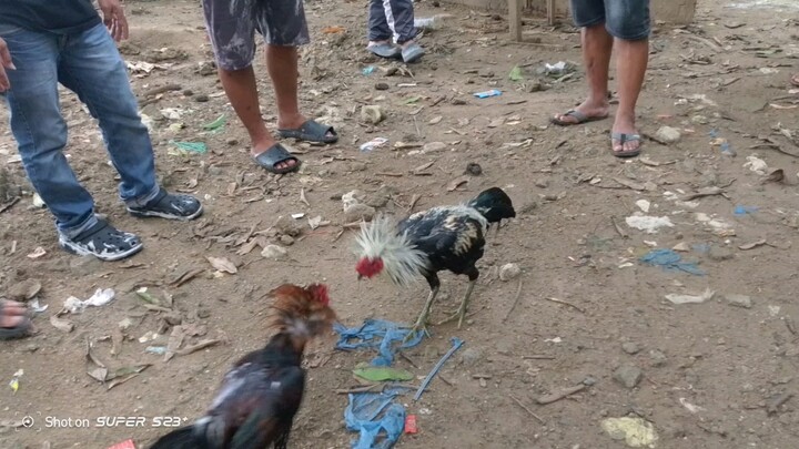 10 min's paayawan pag di mayaw yung pula panalo sya