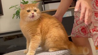 说好的猫的反应速度是蛇的七倍呢