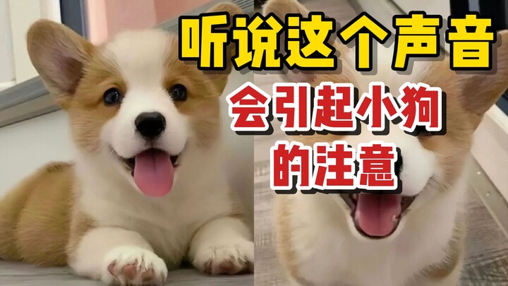 Suara tertentu bikin anjing ngeloyor kepala, anabul di rumah kamu bereaksi gak nih?