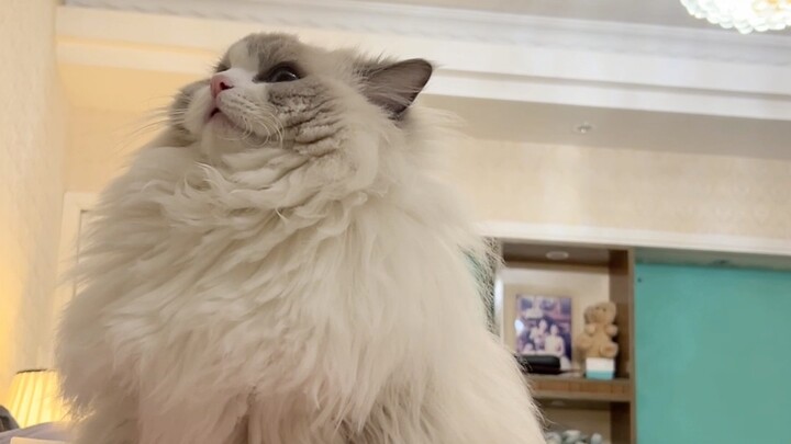 As soon as Auntie got home, she immediately took over someone else's territory!