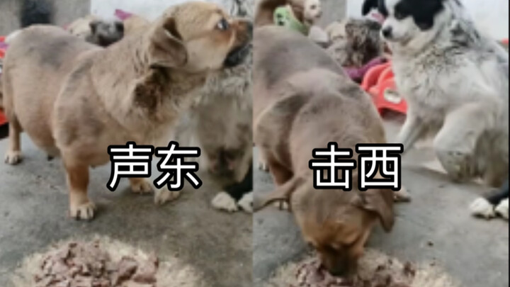 Đợi anh hai hết giận thì chính là lúc được ăn no👍