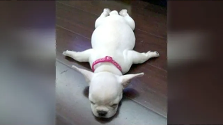 DOGS เป็นดาวเด่นของ ANIMAL COMEDY - หัวเราะหนักมาก!