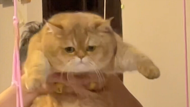 Memelihara kucing tanpa bermain dengannya tentu takkan ada artinya!