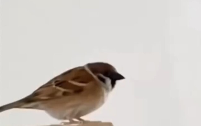 Why does this bird look so scrappy?