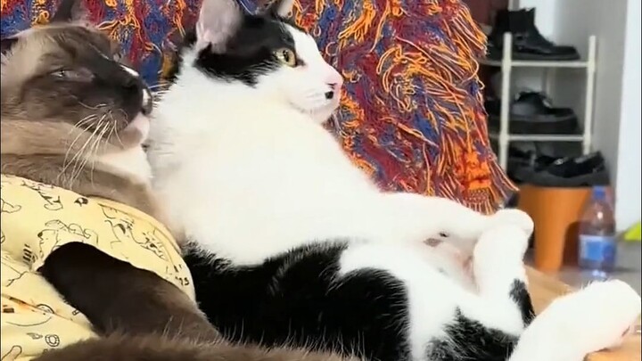 The calico cat can’t rest easy unless it acts a little mischievous.