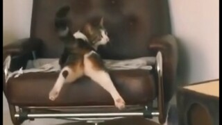 Pasti ada alasan mengapa kucing melakukan ini