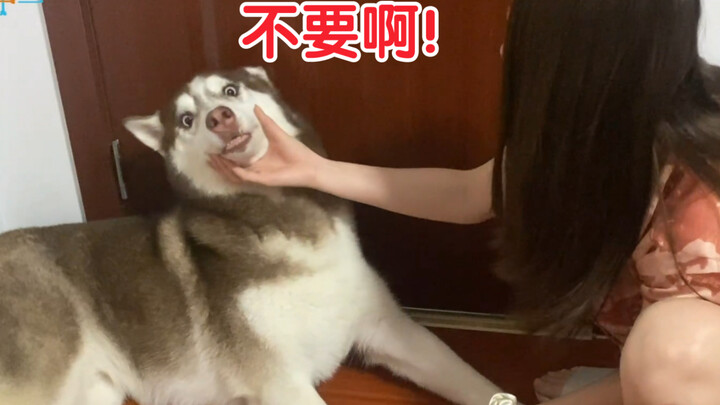 Saat berpura-pura mencium anjing husky, lalu menyemprotkan air liur secara diam-diam, kira-kira baga
