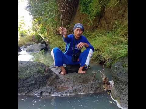 Langsung strike ikan babon#shorts