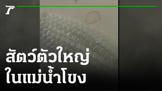 ตะลึง! สัตว์น้ำในแม่น้ำโขง | 19-09-65 | ตะลอนข่าว