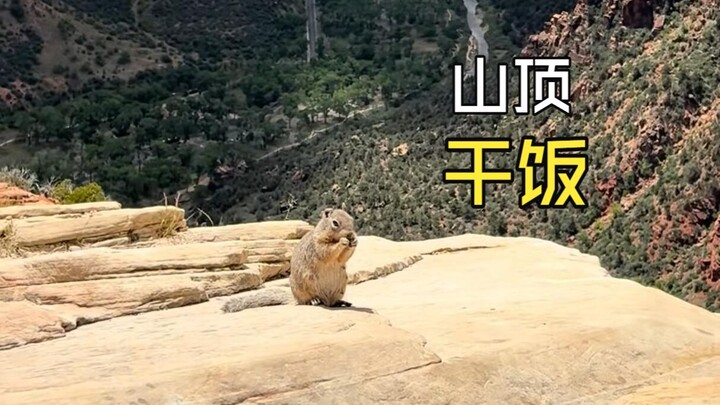 Those amazing animal videos!