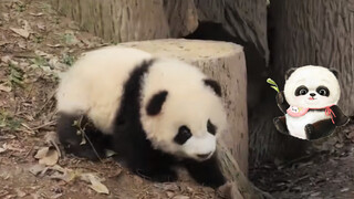 This panda is so cute!!!