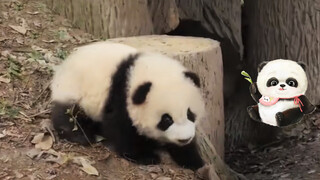 Panda ini sangat sangat sangat lucu!