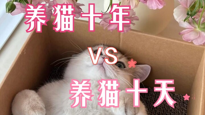 10 Years of Cat Parenting vs. 10 Days of Cat Parenting: Did You Start Spying on Them with a Camera?