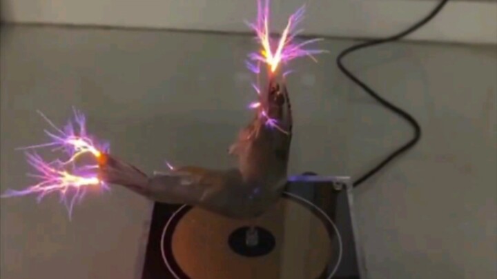 رجل يثبّت جمبريًا على محرك كهربائي، ولم يتوقع أبدًا أن الجمبري سيولد الكهرباء!